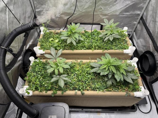 Bad Girl (Twenty20) in Living Soil. Week 4