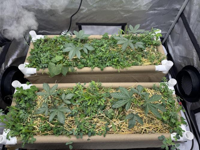 Bad Girl (Twenty20) in Living Soil. Week 4 - After topping them last week.