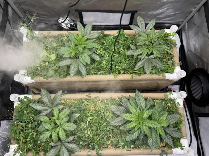 Bad Girl (Twenty20) in Living Soil. Week 4