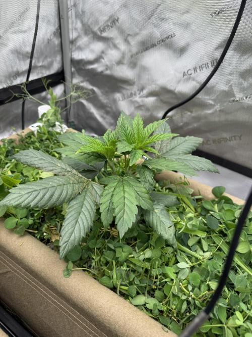 Bad Girl (Twenty20) in Living Soil. Week 4