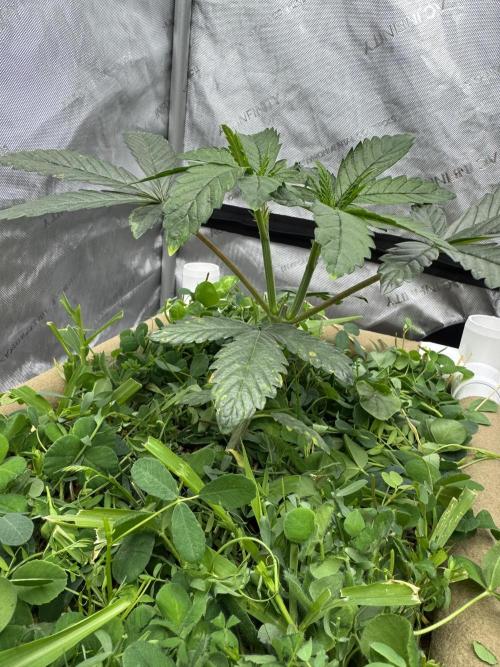 Bad Girl (Twenty20) in Living Soil. Week 4