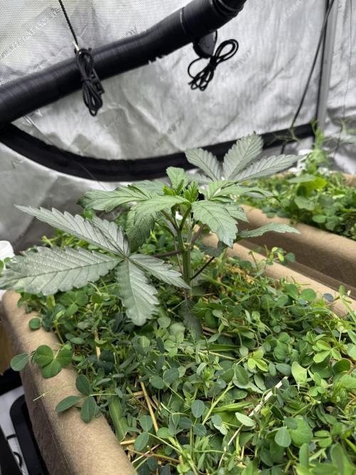 Bad Girl (Twenty20) in Living Soil. Week 4