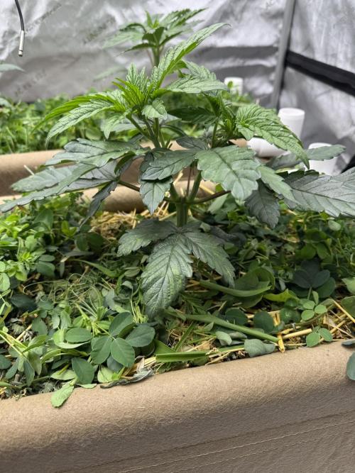 Bad Girl (Twenty20) in Living Soil. Week 4