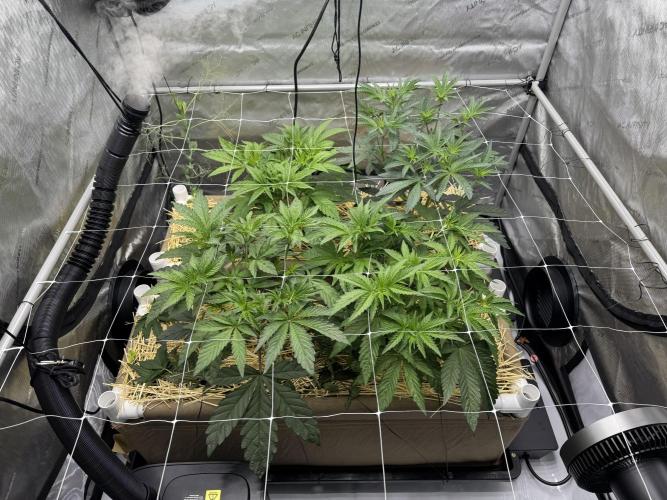 Bad Girl (Twenty20) in Living Soil. Week 5