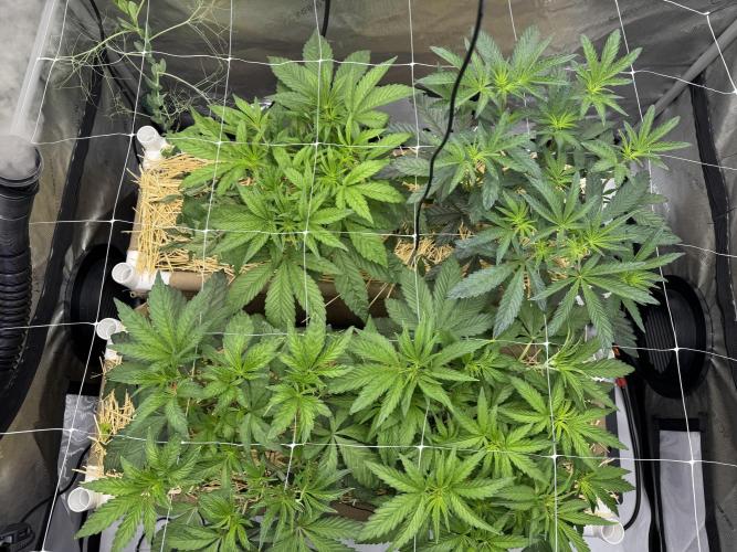 Bad Girl (Twenty20) in Living Soil. Week 5