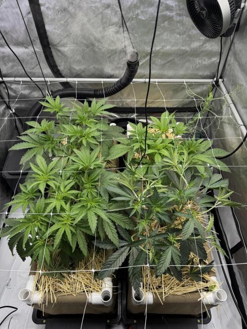 Bad Girl (Twenty20) in Living Soil. Week 5