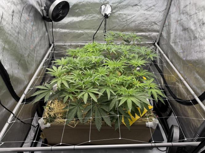 Bad Girl (Twenty20) in Living Soil. Week 6
