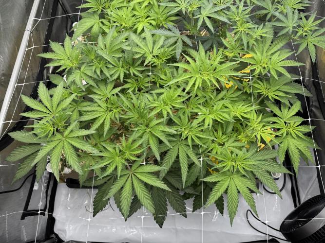 Bad Girl (Twenty20) in Living Soil. Week 6