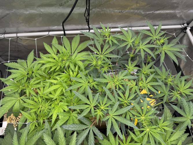 Bad Girl (Twenty20) in Living Soil. Week 6