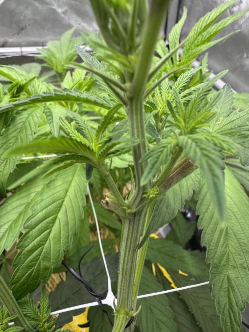 Bad Girl (Twenty20) in Living Soil. Week 6