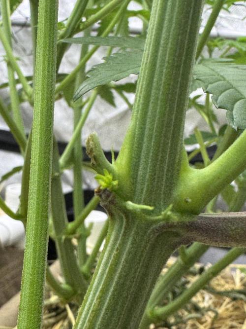 Bad Girl (Twenty20) in Living Soil. Week 6