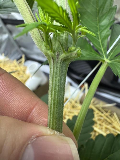 Bad Girl (Twenty20) in Living Soil. Week 7