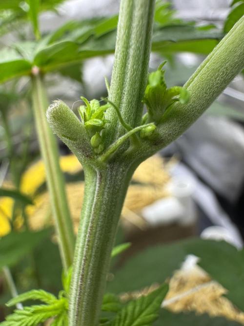 Bad Girl (Twenty20) in Living Soil. Week 7