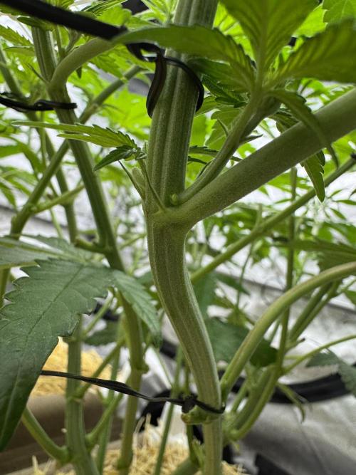 Bad Girl (Twenty20) in Living Soil. Week 7