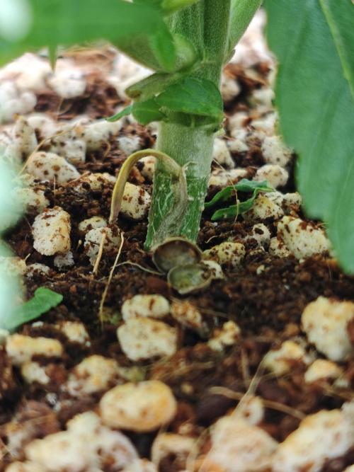 freshfarmer0808