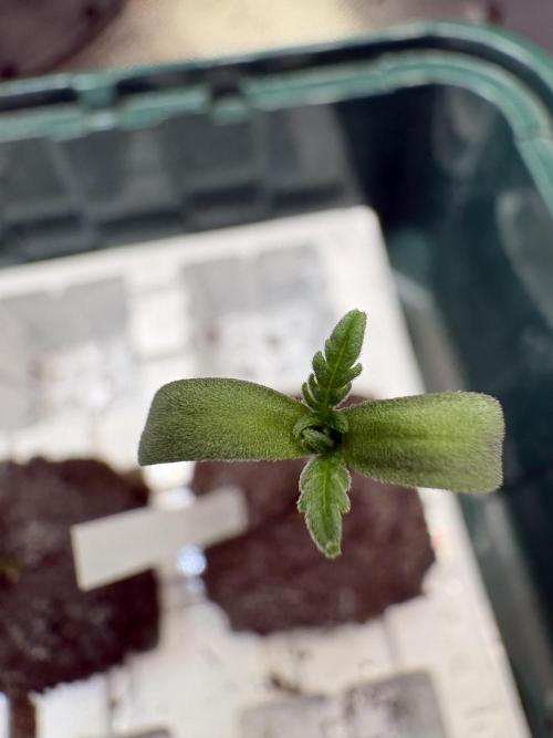 Frosty's Auto Freak. Week 0