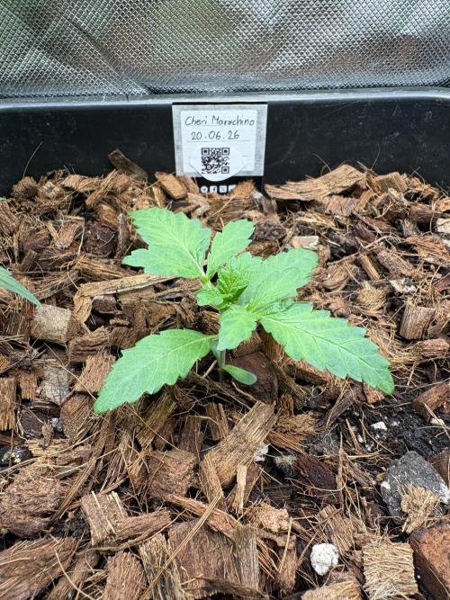 Akira. Week 2 - Somewhat stained leaves but stable. Wait and see first.