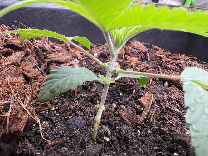 Akira. Week 3
