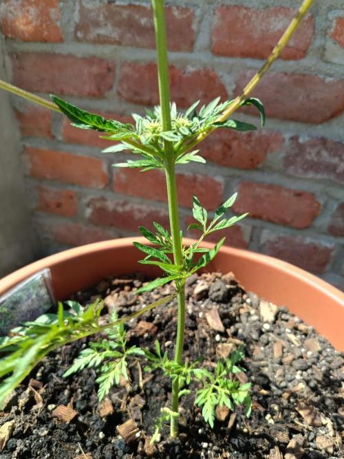 Frostys purple Freak. Week 7