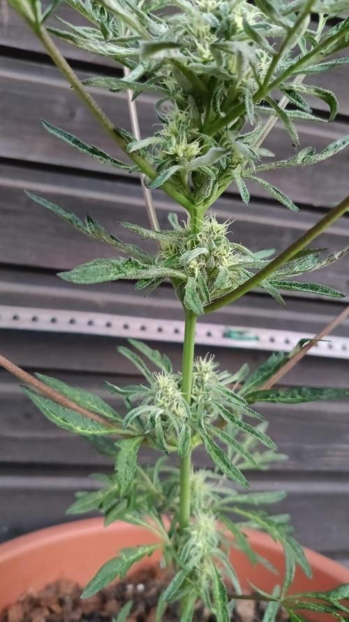 Frostys purple Freak. Week 9