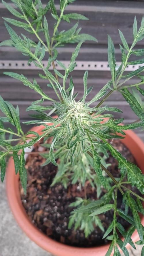 Frostys purple Freak. Week 9