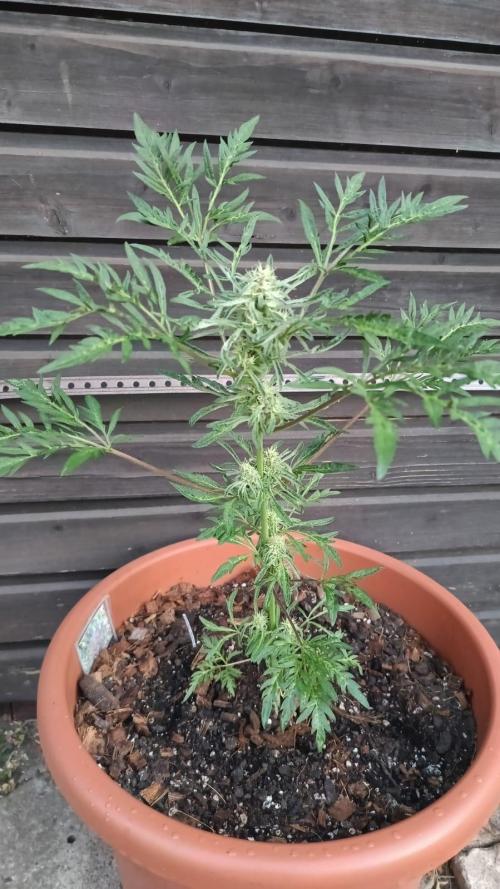 Frostys purple Freak. Week 9