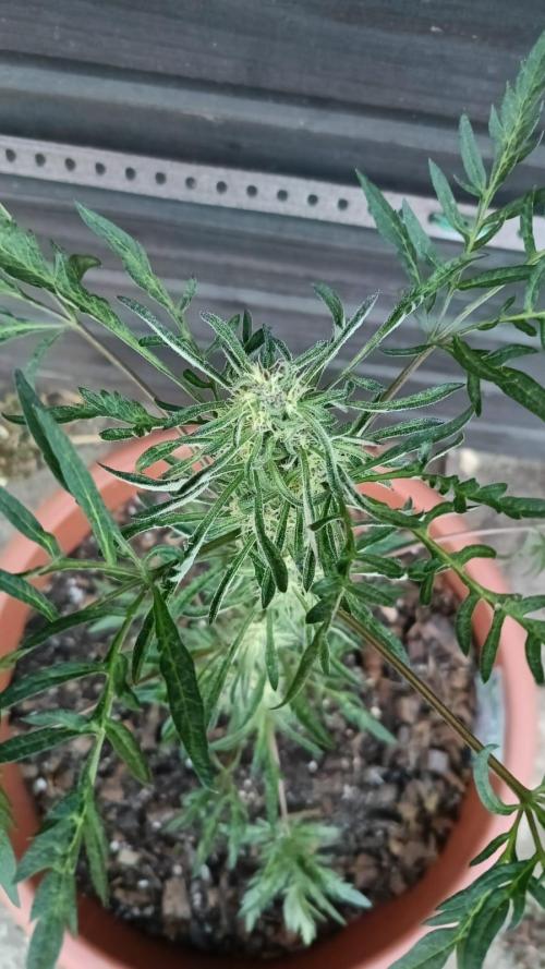 Frostys purple Freak. Week 10