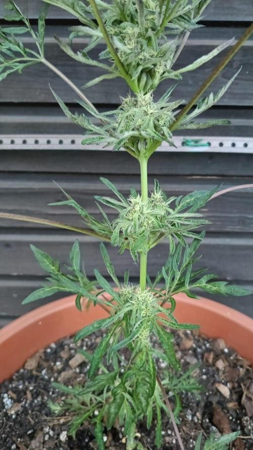 Frostys purple Freak. Week 10