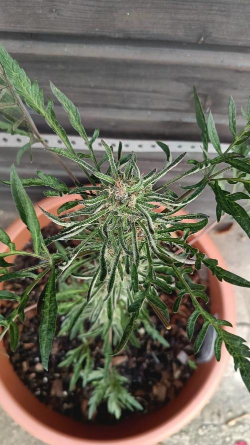 Frostys purple Freak. Week 11