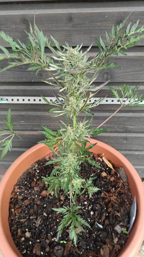 Frostys purple Freak. Week 11