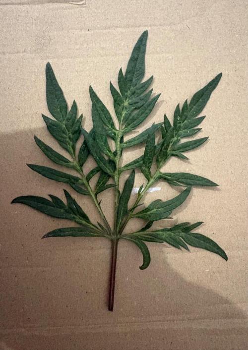 Frostys purple Freak. Week 11 - I will dry one of the nice leaves in a book and later hang it in a picture frame