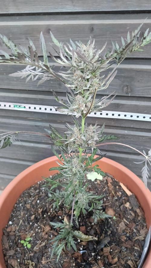 Frosty's Freak. Week 13