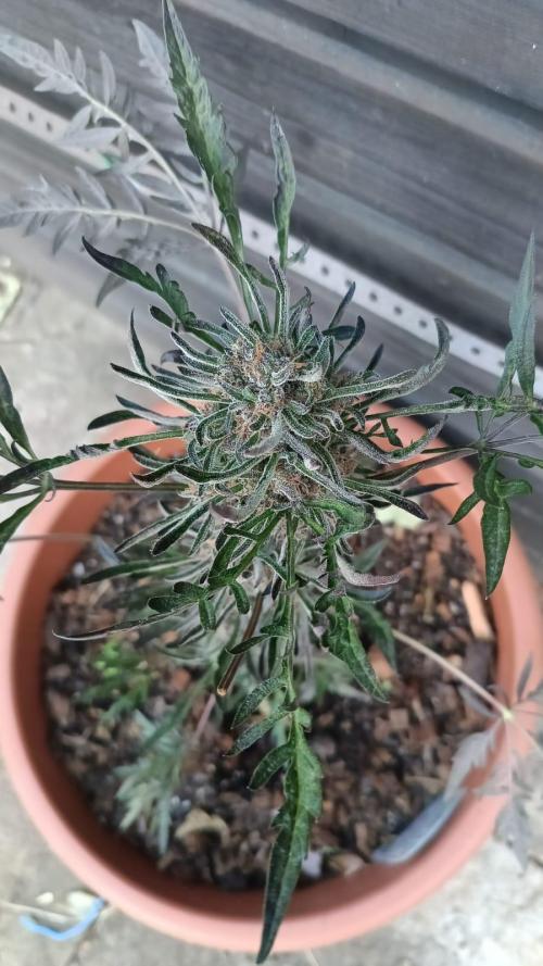 Frostys Auto Freak reg.. Week 13