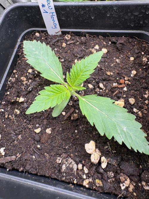 Grow Motion sucht den Super Pheno. Week 2