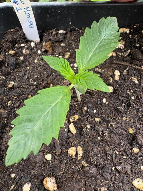 Grow Motion sucht den Super Pheno. Week 2