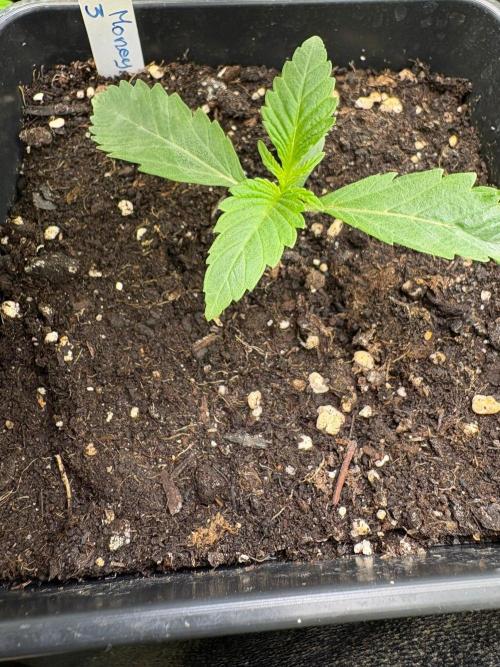 Grow Motion sucht den Super Pheno. Week 2