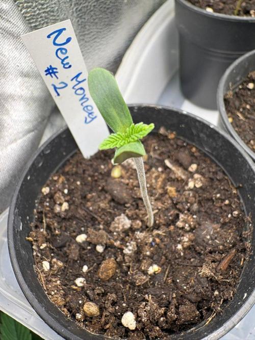 Grow Motion sucht den Super Pheno. Week 1
