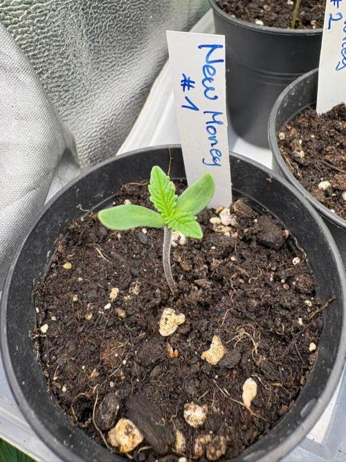 Grow Motion sucht den Super Pheno. Week 1