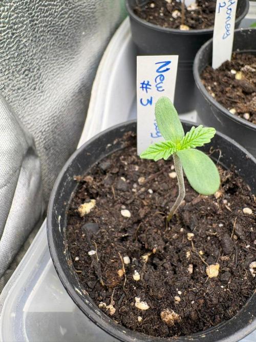 Grow Motion sucht den Super Pheno. Week 1