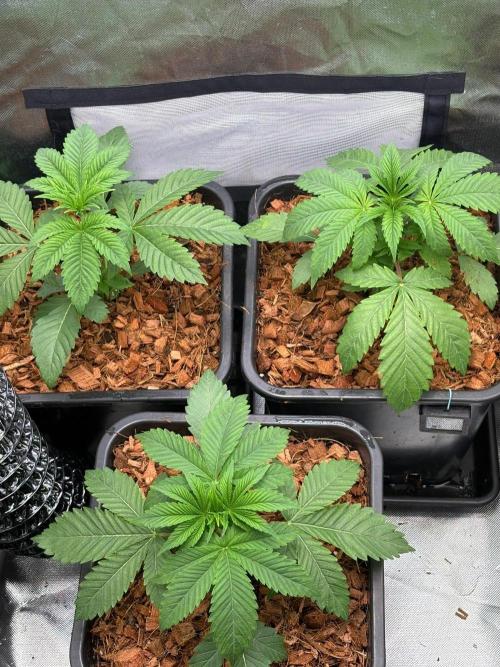 Grow Motion sucht den Super Pheno. Week 4