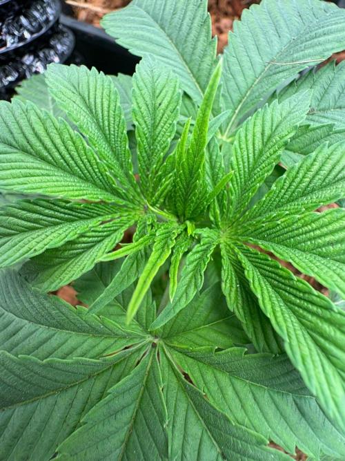 Grow Motion sucht den Super Pheno. Week 4