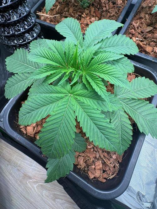 Grow Motion sucht den Super Pheno. Week 4