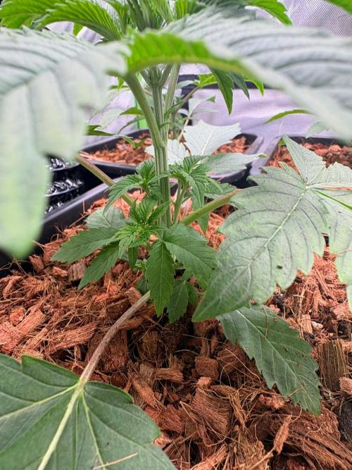 Grow Motion sucht den Super Pheno. Week 4