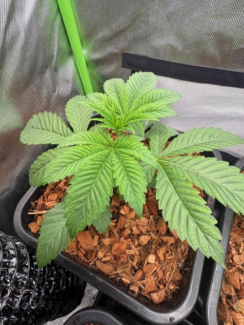 Grow Motion sucht den Super Pheno. Week 4