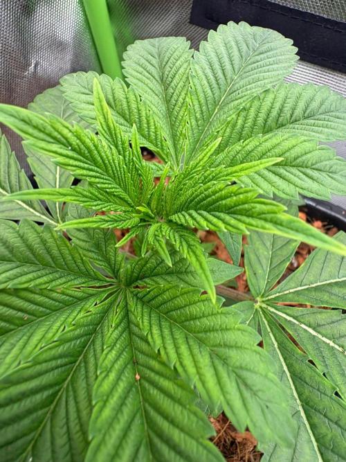 Grow Motion sucht den Super Pheno. Week 4