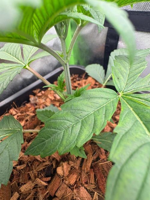 Grow Motion sucht den Super Pheno. Week 4