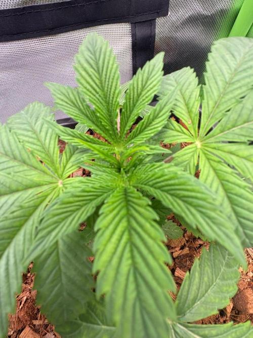Grow Motion sucht den Super Pheno. Week 4