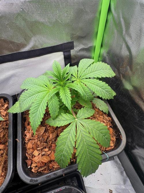 Grow Motion sucht den Super Pheno. Week 4