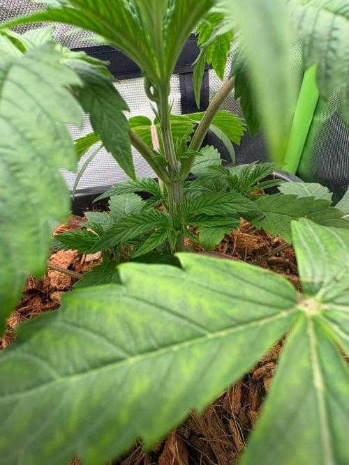 Grow Motion sucht den Super Pheno. Week 4