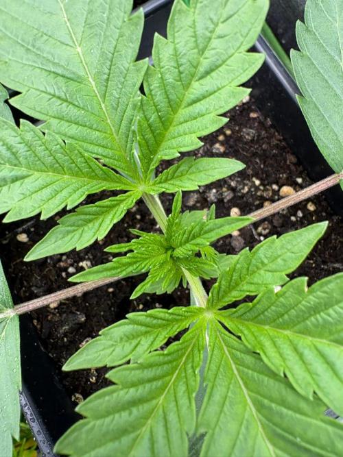 Grow Motion sucht den Super Pheno. Week 3